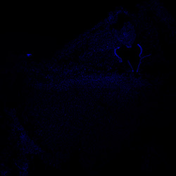 17PCW human midbrain